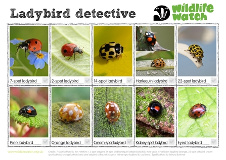 matrix of images of ladybirds with names underneath