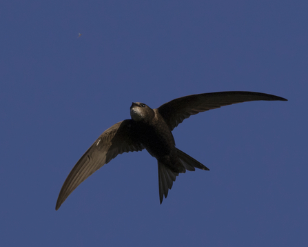 Swift in mid-flight against blue sky, wings spread wide, tail fanned, chasing a small insect. Photo taken by Jon Hawkins – Surrey Hills Photography