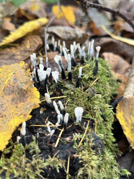 Candlesnuff fungi on mossy log