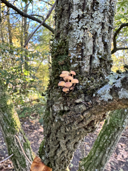 Mushrooms on Alder Tree