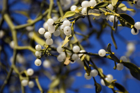 close up of mistletoe, white berries and green leaves, with blue sky visible through the branch gaps