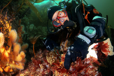 cuba diver in full gear examines coral and marine life in a vibrant underwater ecosystem.