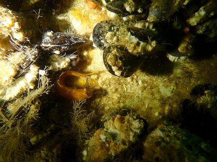 A small variable blenny fish with an orange-brown body peeks out from a crevice among mussel shells and encrusting marine life on the seabed