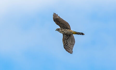 An immature goshawk flying across a blue sky, showing the bulging secondarie son the wing, the powerful build and the projecting head. It has dark streaking on its breast, rather than the barring of adults