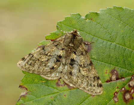 A male pale brindled beauty moth, beautifully mottled with brownish yellows and greens, resting on a leaf