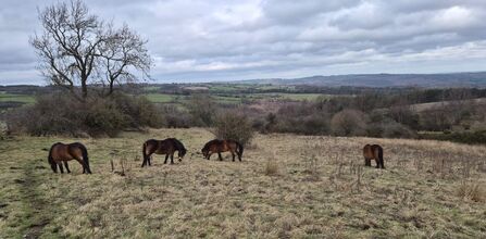 four ponies grazing grass with woodland in background and partly cloudy grey sky