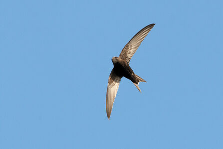 Swift flying against blue sky