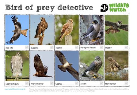 matrix of birds of prey images with species names underneath