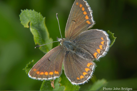 Northern brown argus - John Bridges