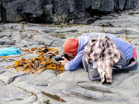 A person in a red beanie and blue hoodie lies on wet coastal rocks, photographing seaweed close-up beside tide pools.