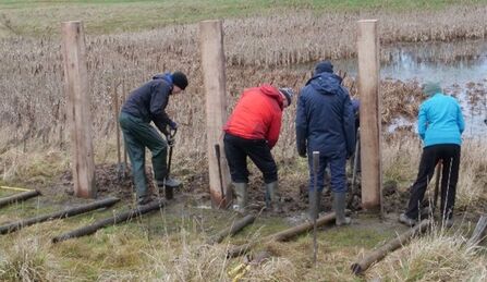 Five people work together in a wetland, installing tall wooden posts into muddy ground. They wear outdoor jackets, hats, and boots, with reeds and water visible behind them.