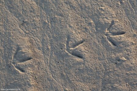 Wader footprints in sand