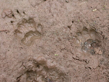 Badger prints in mud the wildlife trusts