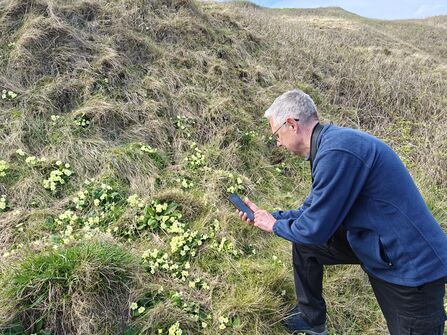 A person in a blue jacket stands on a grassy hillside dotted with small yellow flowers, holding a phone close to the ground as they examine or photograph the blooms.
