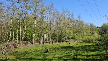 A small woodland clearing with thin trees and fresh spring growth. The ground is grassy with a few cut stumps, and dense green shrubs fill the background. Overhead, several power lines cross a bright blue sky.