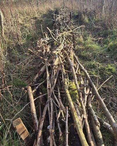A long line of stacked branches and twigs forms a natural barrier or habitat pile on grassy ground. The wood varies in size and texture, with moss and small twigs still attached. The surrounding area is an open field with dry vegetation, suggesting woodland management or conservation work.