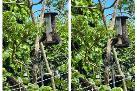 Starlings feeding at the bird feeder.
