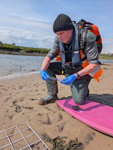A person kneels on a sandy estuary shore wearing waterproof field gear, a black beanie, orange life vest, and blue gloves. They hold a clear sample tube while examining its contents. A pink board and a white grid frame used for ecological sampling lie nearby. Muddy boots and a backpack suggest active fieldwork. Behind them, calm water and grassy banks stretch under a partly cloudy sky.