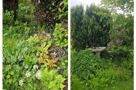 Ferns and bird bath close to shrubs.