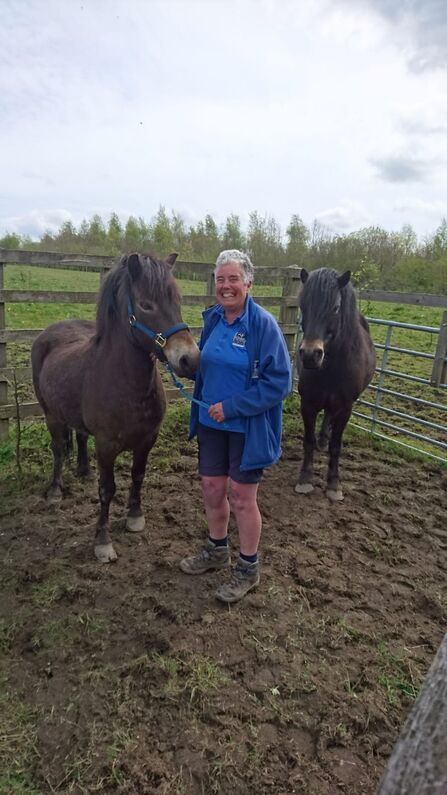    A smiling person wearing a blue jacket and shorts stands in a muddy paddock with two dark brown ponies. One pony is held by a blue lead rope, while the other stands nearby. The person’s jacket features a Durham Wildlife Trust logo, suggesting a conservation or animal care setting. Behind them, wooden fencing encloses the field, with green trees and cloudy sky in the background.