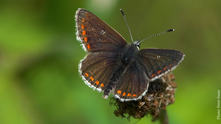 Northern Brown Argus - Peter Swan