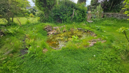 A garden pond surrounded by vegetation and nearby trees.