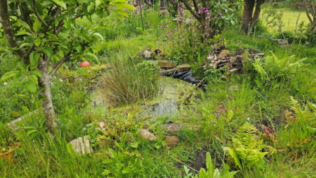 A garden pond surrounded by vegetation and nearby trees.