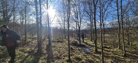 Several people walk through a sunlit woodland of slender, leafless trees. The bright morning sun shines through the branches, casting long shadows across the grassy ground. One person is in the foreground on the left, while others are scattered deeper into the trees, enjoying the crisp, clear day.