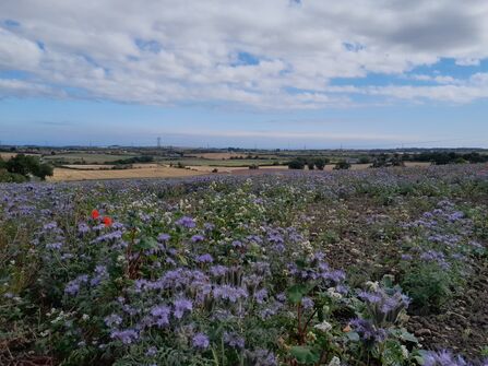 A wide countryside view with a field of wildflowers in the foreground, dominated by clusters of purple blooms and a few bright red poppies. The land stretches into golden farmland and green hedgerows under a partly cloudy sky, with distant pylons and scattered farm buildings visible on the horizon. The scene feels peaceful and expansive, showcasing the beauty of rural England in late summer.