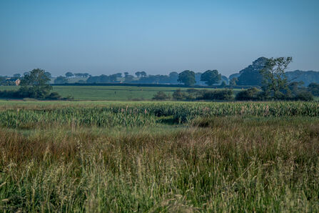 A tranquil rural landscape with tall grasses and reeds in the foreground, stretching across a wetland area. Beyond lies a patchwork of green fields bordered by hedgerows and dotted with mature trees under a clear blue sky. A small house sits to the left, partly hidden by vegetation, adding a touch of human presence to the peaceful countryside scene.