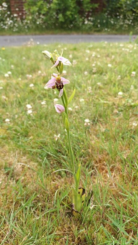 Bee orchid in lawn.