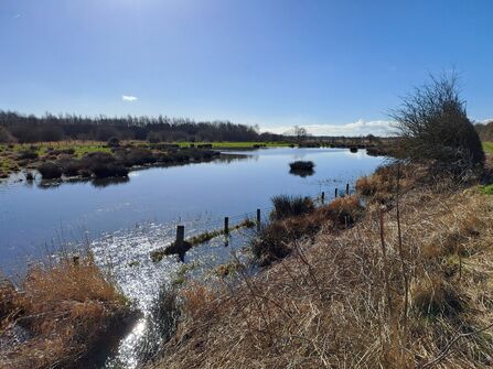 A tranquil wetland scene with tall, golden reeds surrounding a still pond that reflects a bright blue sky. Sunlight glimmers on the water’s surface, and distant trees line the horizon under a few scattered clouds.