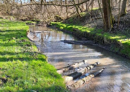 A peaceful woodland stream bordered by bright green grass and leafless trees. Several fallen logs lie across the shallow, brownish water, creating a natural barrier. Sunlight filters through the branches, casting soft shadows on the grassy bank and rippling water.