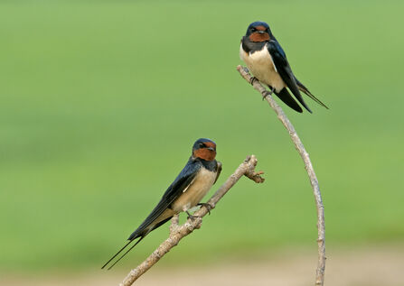 Two swallows perched on twigs of a fallen branch.