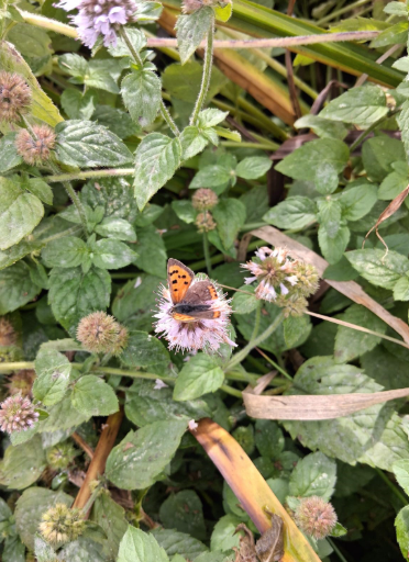 A small orange and black butterfly rests on a pale purple flower surrounded by dense green leaves. The butterfly’s wings are open, showing black spots and edges, while the flower sits among other buds and stems. The scene captures a close-up of natural pollination in a lush garden or meadow setting.