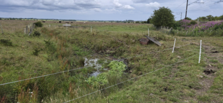 A rural field with a shallow ditch containing water and green vegetation. White posts with thin wires form a fence across the area, and a small brick and wooden structure sits near the ditch. In the distance, cattle graze on open farmland beneath a cloudy sky, with power lines running along the right side.