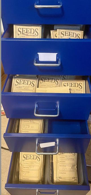    A blue metal filing cabinet with several drawers open, each containing neatly organized brown paper envelopes labeled “SEEDS.” The envelopes have handwritten details such as seed names, dates saved, and growing notes. The setup suggests a well‑maintained seed archive or collection system used for gardening or conservation.