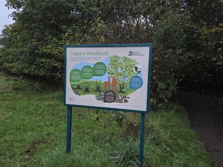 An outdoor information board titled “Coppice Woodlands” stands on teal posts beside a grassy path surrounded by dense green trees. The illustrated sign explains woodland management, showing tree stumps, regrowth, and wildlife such as deer and birds. The logo of Lancashire County Council Countryside Service appears in the top corner, highlighting sustainable woodland practices.