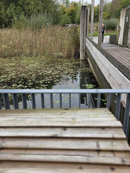 A wooden walkway crosses over a pond covered with small green lily pads. Tall reeds line the water’s edge, and trees with early autumn foliage stand in the background. A person walks along the path near the end of the bridge, adding a sense of scale to the tranquil wetland scene. The foreground shows wooden decking and metal railings overlooking the water.