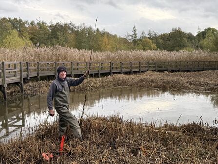 A smiling volunteer stands knee‑deep in a reedbed pond, wearing waders and holding a tall reed stem. Behind him, a wooden boardwalk stretches across the wetland, surrounded by autumn trees and golden reeds under a cloudy sky — part of reedbed management work at a nature reserve.