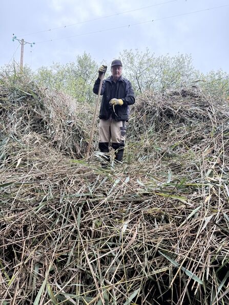 A volunteer stands on a large pile of cut reeds, holding a long-handled rake. He wears gloves, a cap, and outdoor work clothes, surrounded by heaps of vegetation and trees under a cloudy sky — part of reedbed management at a nature reserve.