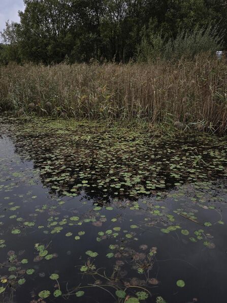 A calm wetland scene showing a shallow pond covered with clusters of small green lily pads. Behind the water, tall brown reeds and grasses rise densely, with green trees forming a backdrop under an overcast sky. The reflection of vegetation on the water adds depth to the tranquil, natural setting.