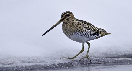 common snipe in winter on frozen lake