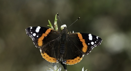 Red admiral