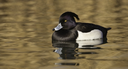 Tufted duck male