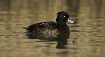 Tufted duck female