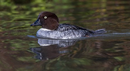 Goldeneye female