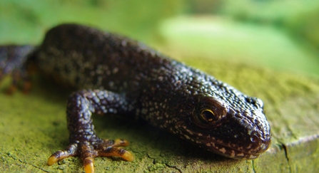 Great Crested Newt found during August hay cut of small fields