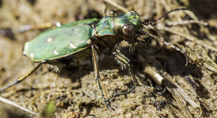 Green tiger beetle