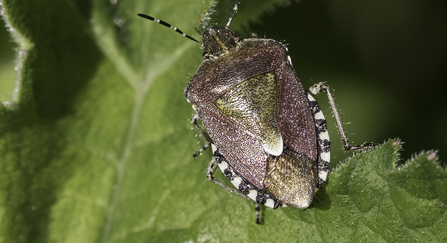 Hairy shieldbug